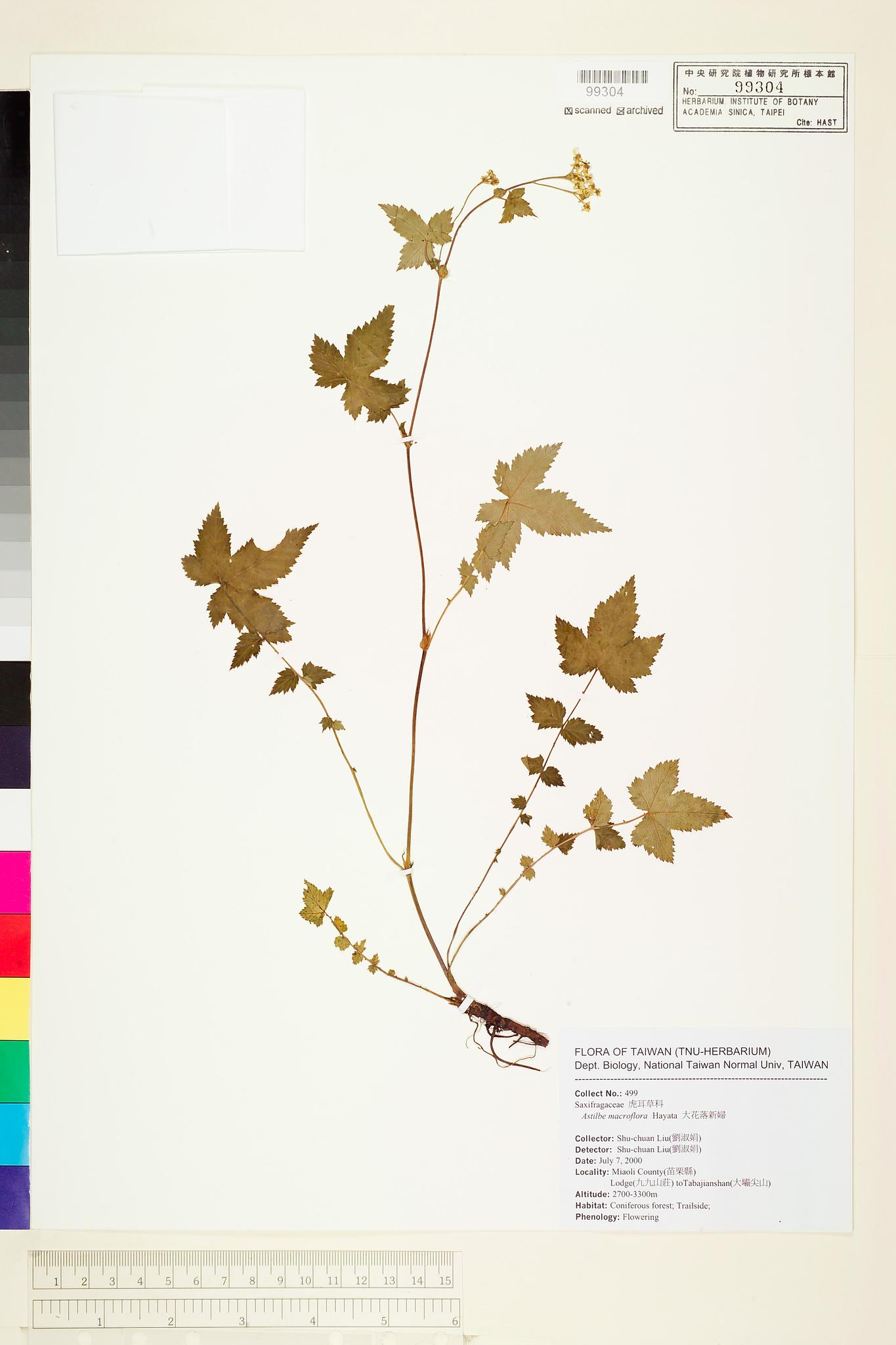 Sample image for viewer