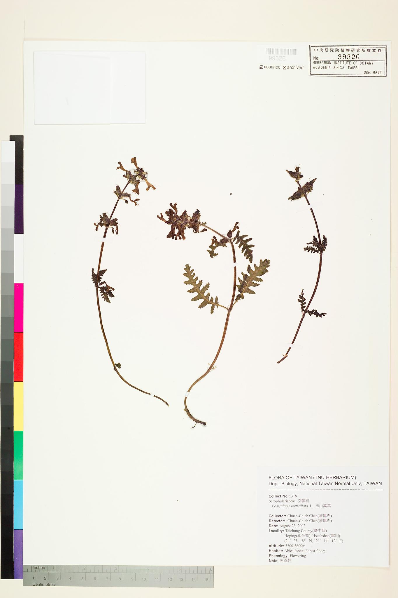 Sample image for viewer