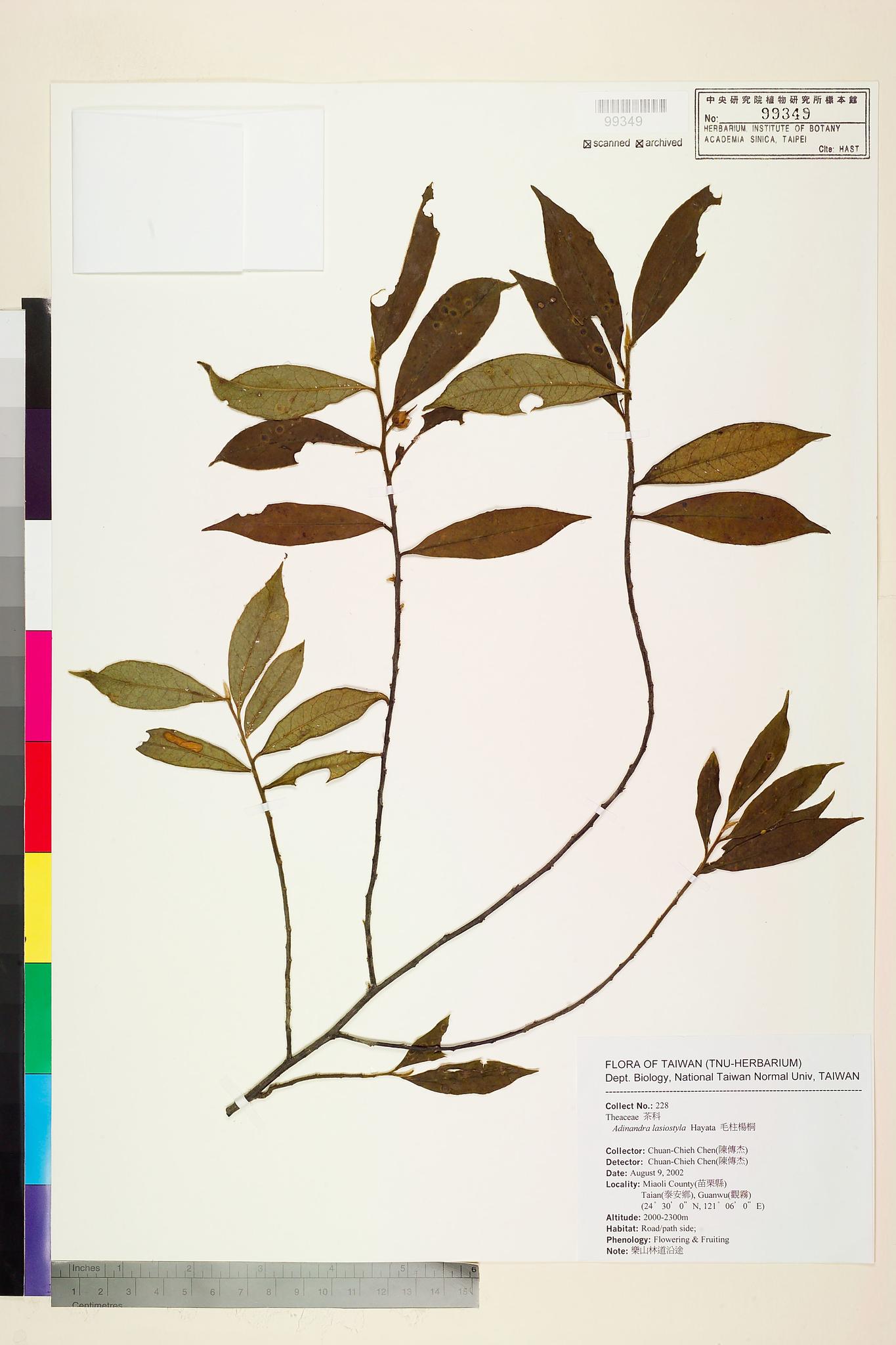 Sample image for viewer