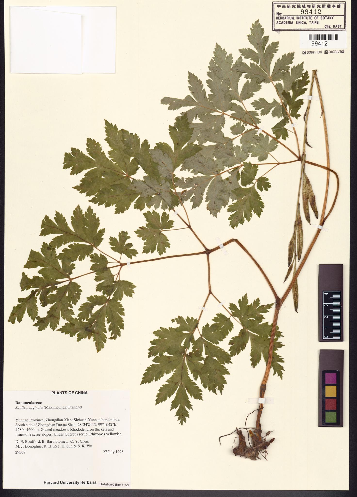 Sample image for viewer