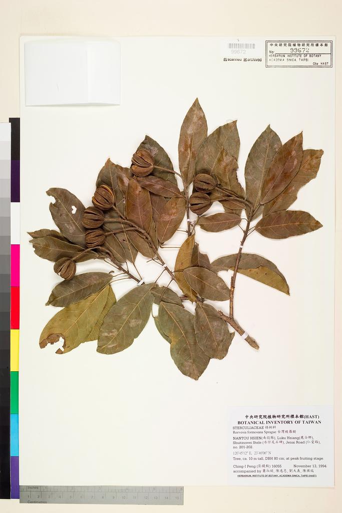 <Unit #26528 Peng, Ching-I | 彭鏡毅 | 16055:: | Reevesia formosana Sprague>