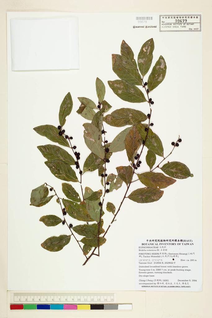 <Unit #29794 Peng, Ching-I | 彭鏡毅 | 16061:: | Bridelia tomentosa Bl.>