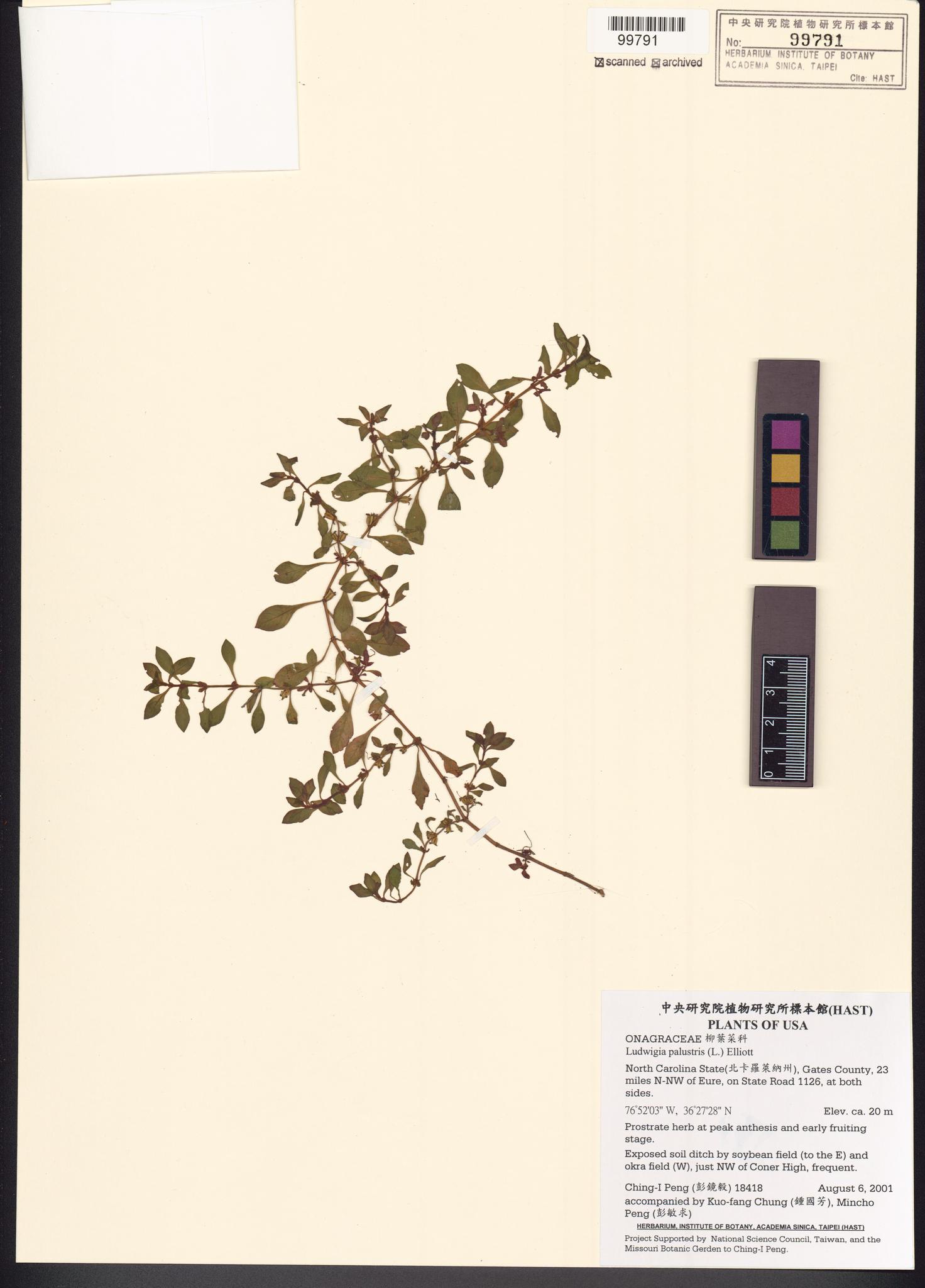 Sample image for viewer