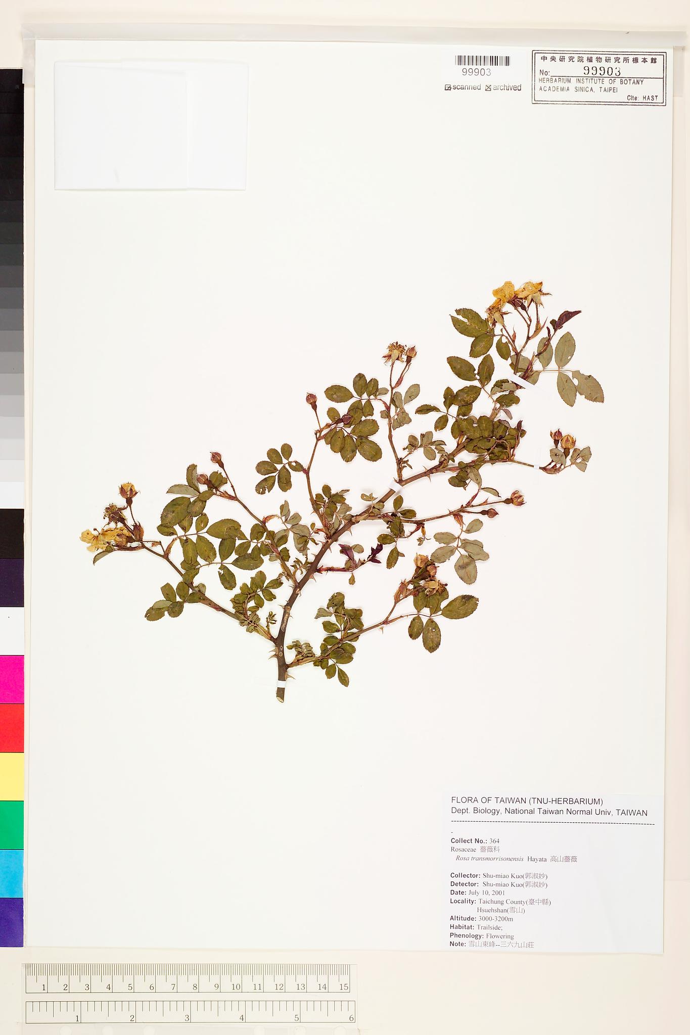 Sample image for viewer