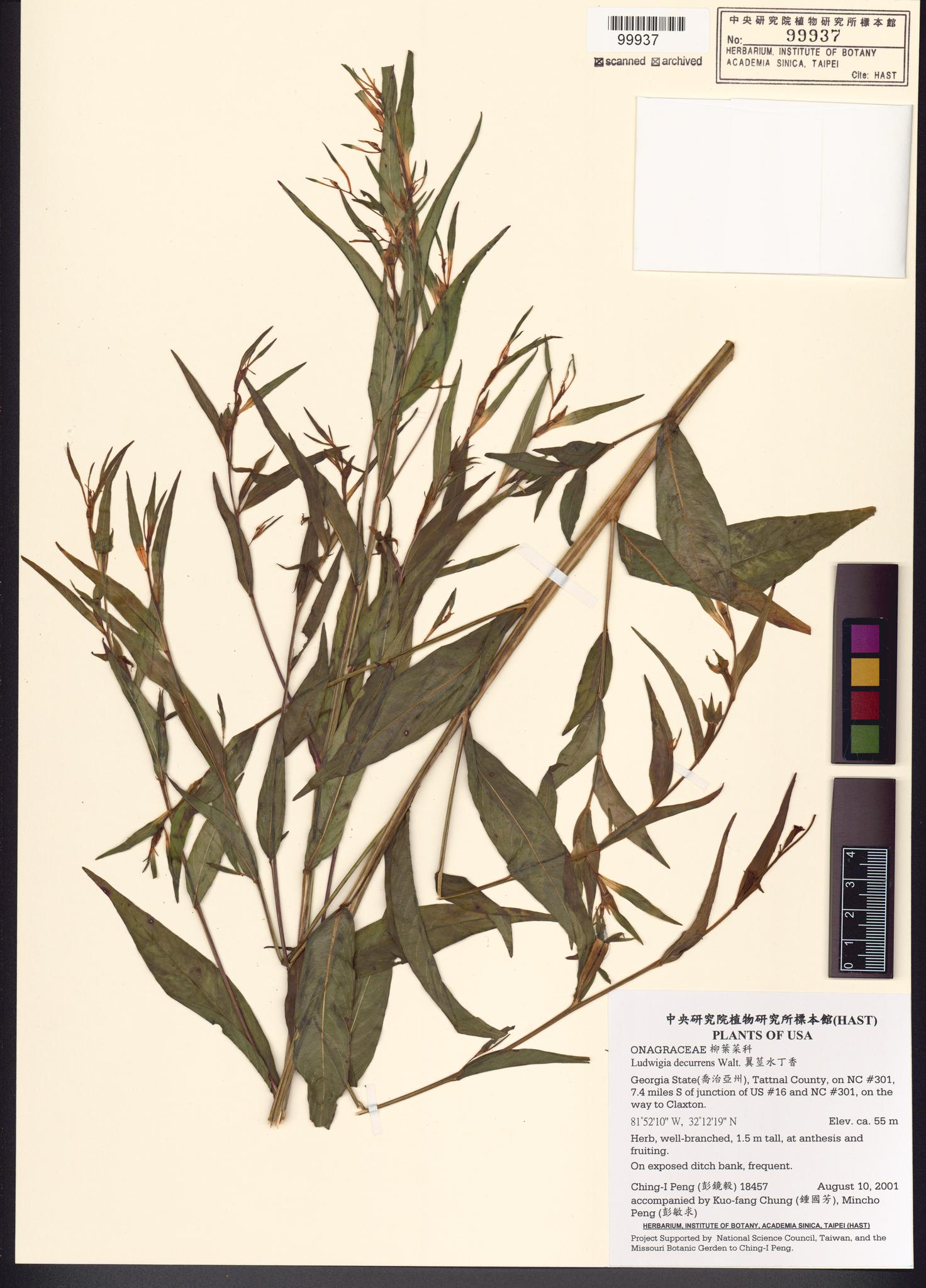 Sample image for viewer