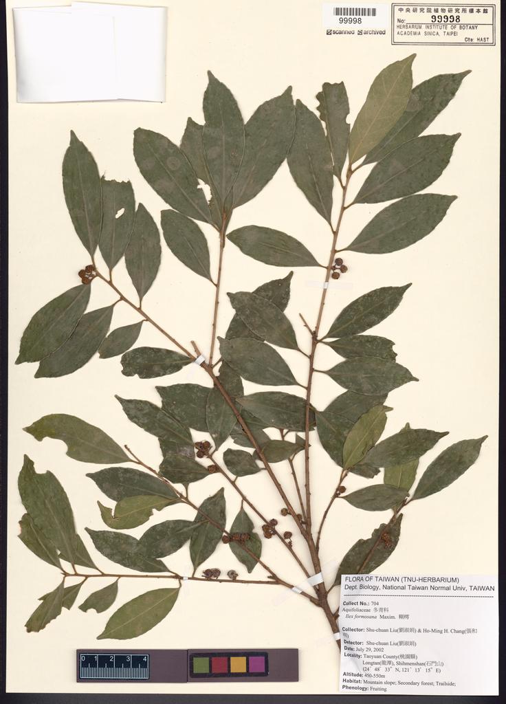 <Unit #55105 Liu, Shu-Chuan | 劉淑娟 | 704:: | Ilex formosana Maxim.>