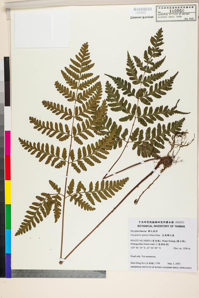 <Unit #54964 Ku, Shin-Ming | 古訓銘 | 1744:: | Dryopteris sparsa (D. Don) Kuntze>