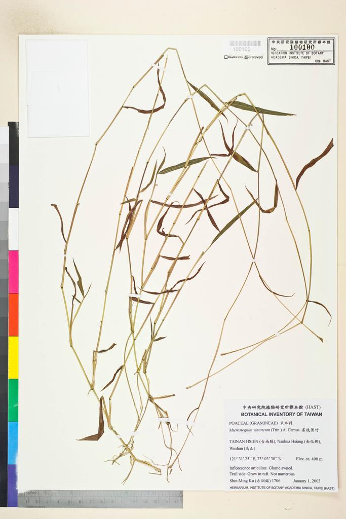 <Unit #55356 Ku, Shin-Ming | 古訓銘 | 1706:: | Microstegium vimineum (Trin.) A. Camus>