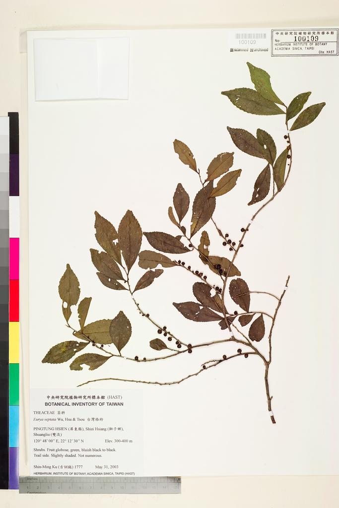 <Unit #55270 Ku, Shin-Ming | 古訓銘 | 1777:: | Eurya septata Chi C. Wu, Z. F. Hsu &  C. H. Tsou>