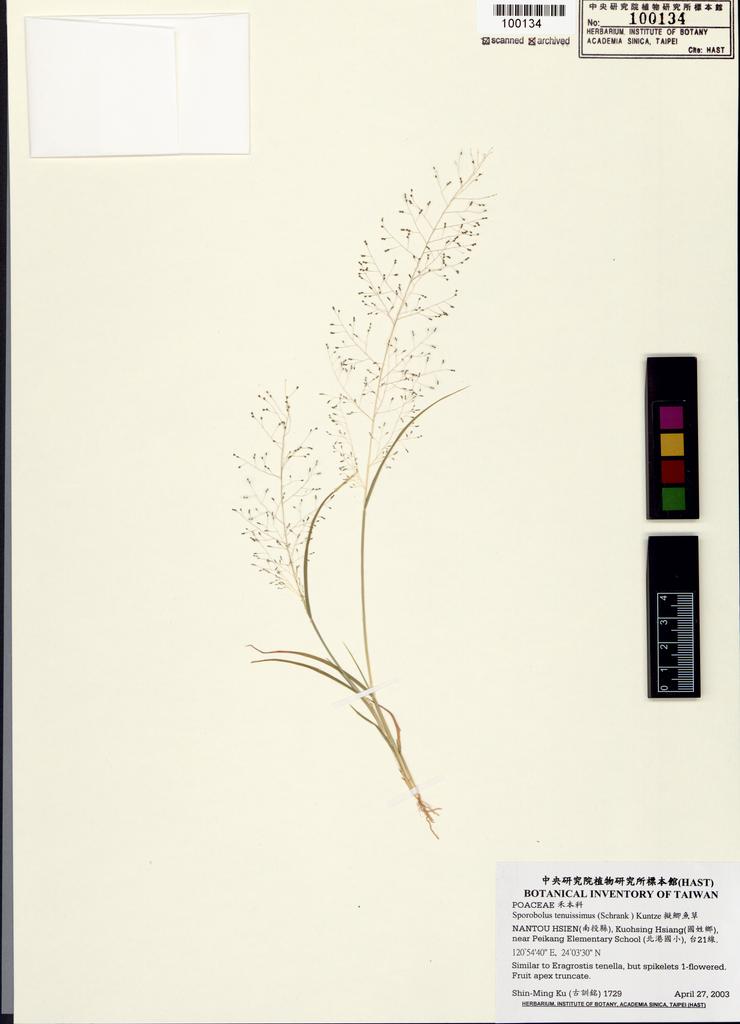 <Unit #54902 Ku, Shin-Ming | 古訓銘 | 1729:: | Sporobolus tenuissimus (Schrank ) Kuntze>