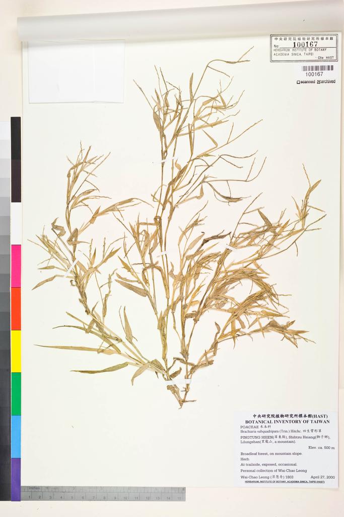 <Unit #47863 Leong, Wai-Chao | 梁慧舟 | 1803:: | Brachiaria subquadripara (Trin.) Hitchc.>
