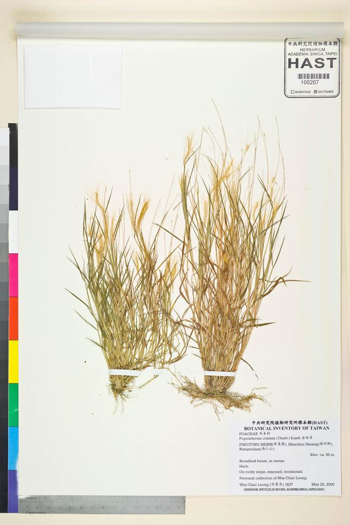 <Unit #46491 Leong, Wai-Chao | 梁慧舟 | 1837:: | Pogonatherum crinitum (Thunb.) Kunth>