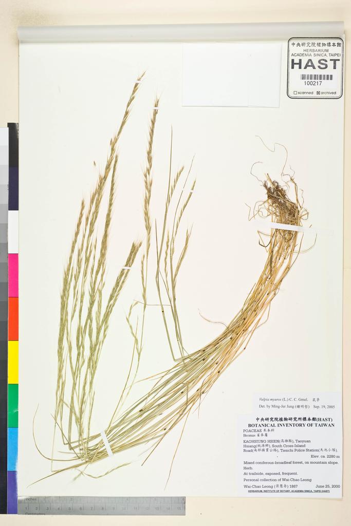 <Unit #47846 Leong, Wai-Chao | 梁慧舟 | 1867:: | Vulpia myuros (L.) C. C. Gmel.>