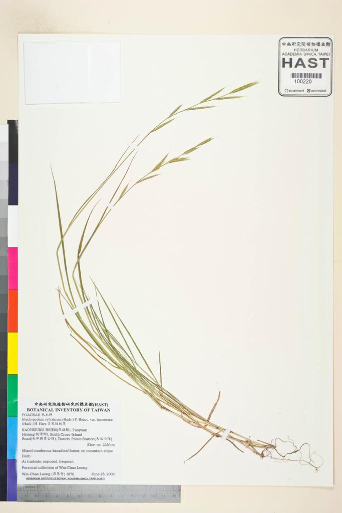 <Unit #47843 Leong, Wai-Chao | 梁慧舟 | 1870:: | Brachypodium sylvaticum (Huds.) P. Beauv. var. luzoniense (Hack.) H. Hara>