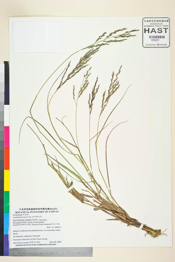 <Unit #47029 Leong, Wai-Chao | 梁慧舟 | 1871:: | Arundinella setosa Trin.>