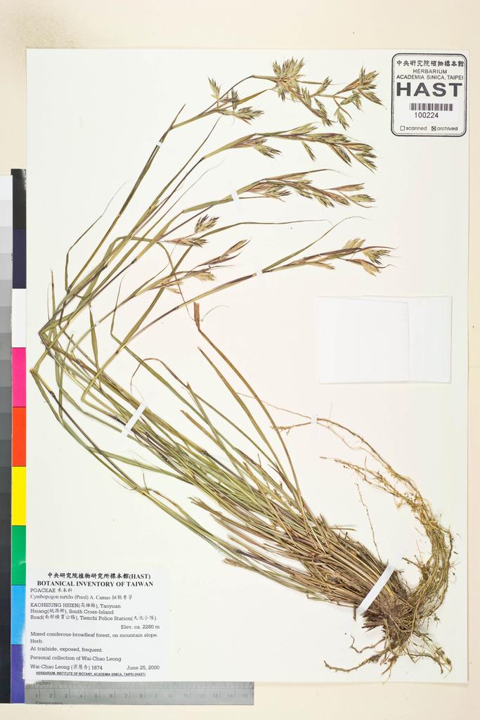 <Unit #47032 Leong, Wai-Chao | 梁慧舟 | 1874:: | Cymbopogon tortilis (Presl) A. Camus>