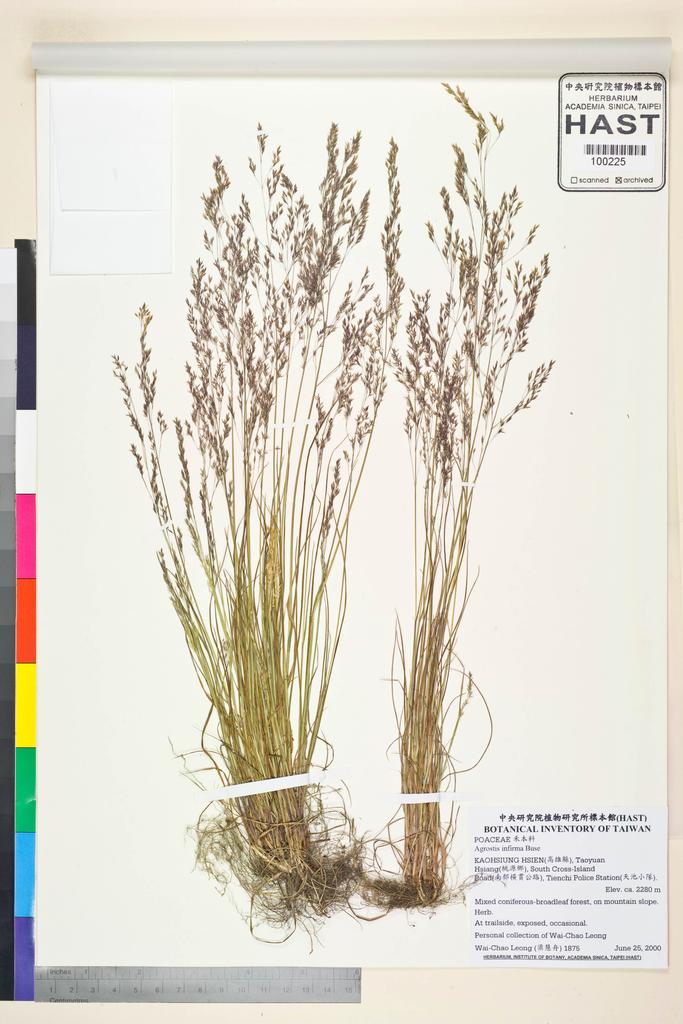 <Unit #47842 Leong, Wai-Chao | 梁慧舟 | 1875:: | Agrostis infirma Buse>