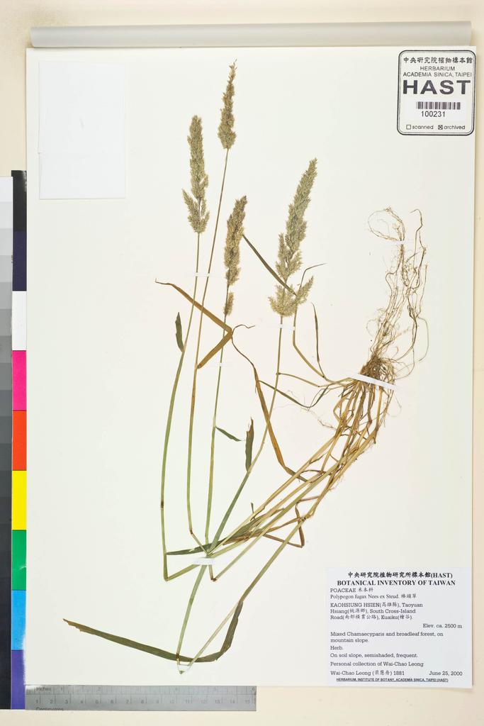 <Unit #47592 Leong, Wai-Chao | 梁慧舟 | 1881:: | Polypogon fugax Nees ex Steud.>