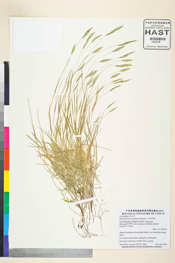 <Unit #43557 Leong, Wai-Chao | 梁慧舟 | 1888:: | Brachypodium kawakamii Hayata>