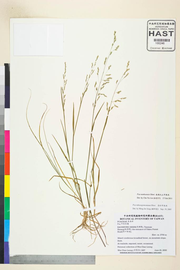 <Unit #45713 Leong, Wai-Chao | 梁慧舟 | 1897:: | Poa nankoensis Ohwi>