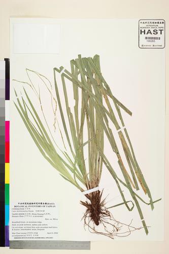 Carex dolichostachya Hayata