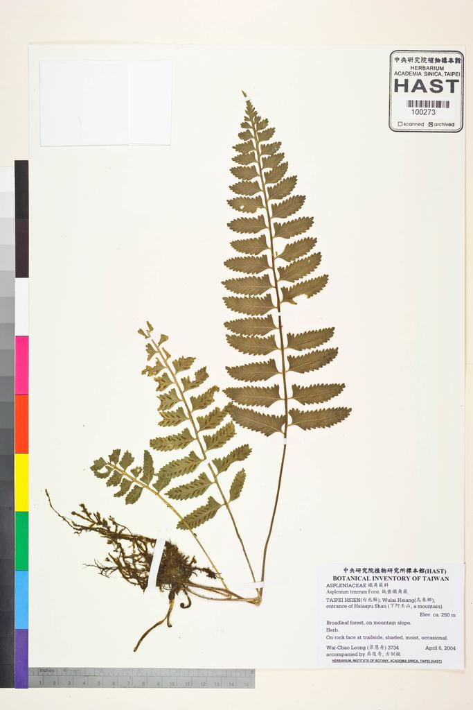 <Unit #53431 Leong, Wai-Chao | 梁慧舟 | 3734:: | Asplenium tenerum G. Forst.>
