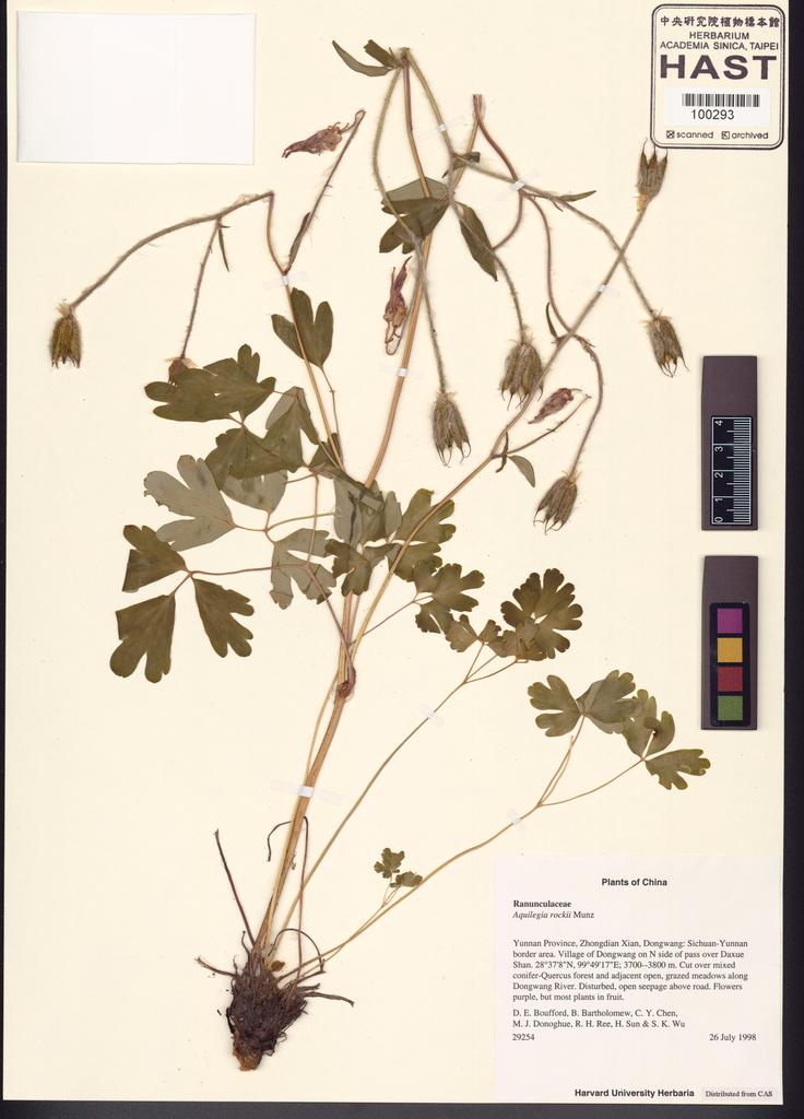<Unit #123194 Boufford, D. E. |  | 29254:: | Aquilegia rockii Munz>