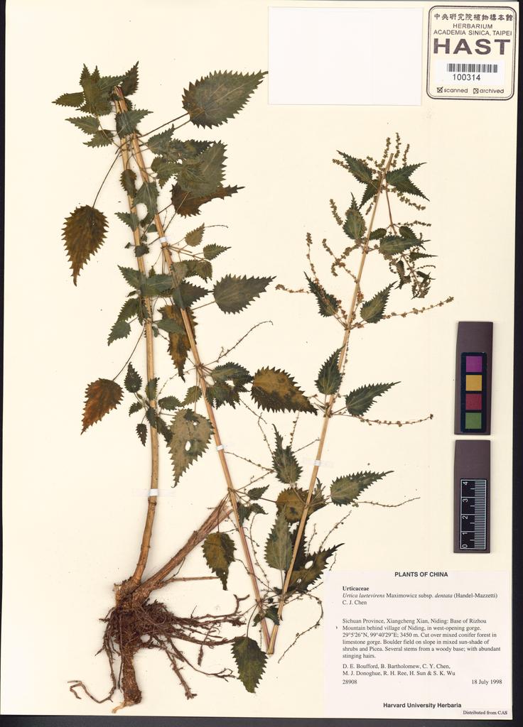 <Unit #100846 Boufford, D. E. |  | 28908:: | Urtica laetevirens Maxim.>