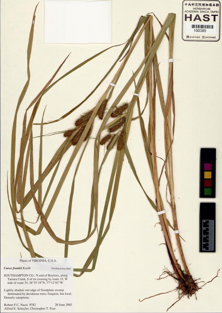<Unit #101641  | 9782:: | Carex frankii Kunth>