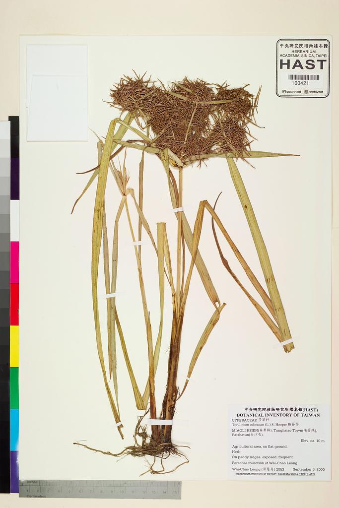 <Unit #47733 Leong, Wai-Chao | 梁慧舟 | 2053:: | Torulinium odoratum (L.) S. Hooper>