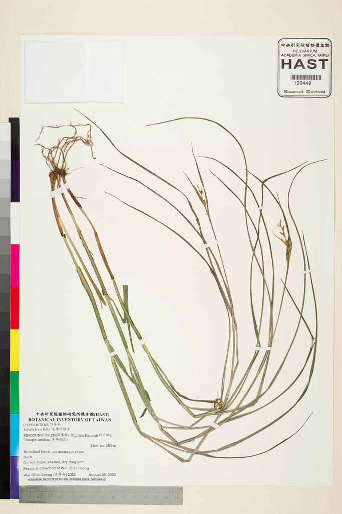 <Unit #47735 Leong, Wai-Chao | 梁慧舟 | 2022:: | Scleria levis Retz.>