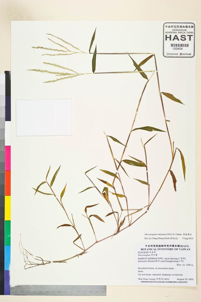 <Unit #47785 Leong, Wai-Chao | 梁慧舟 | 2013:: | Microstegium vimineum (Trin.) A. Camus>
