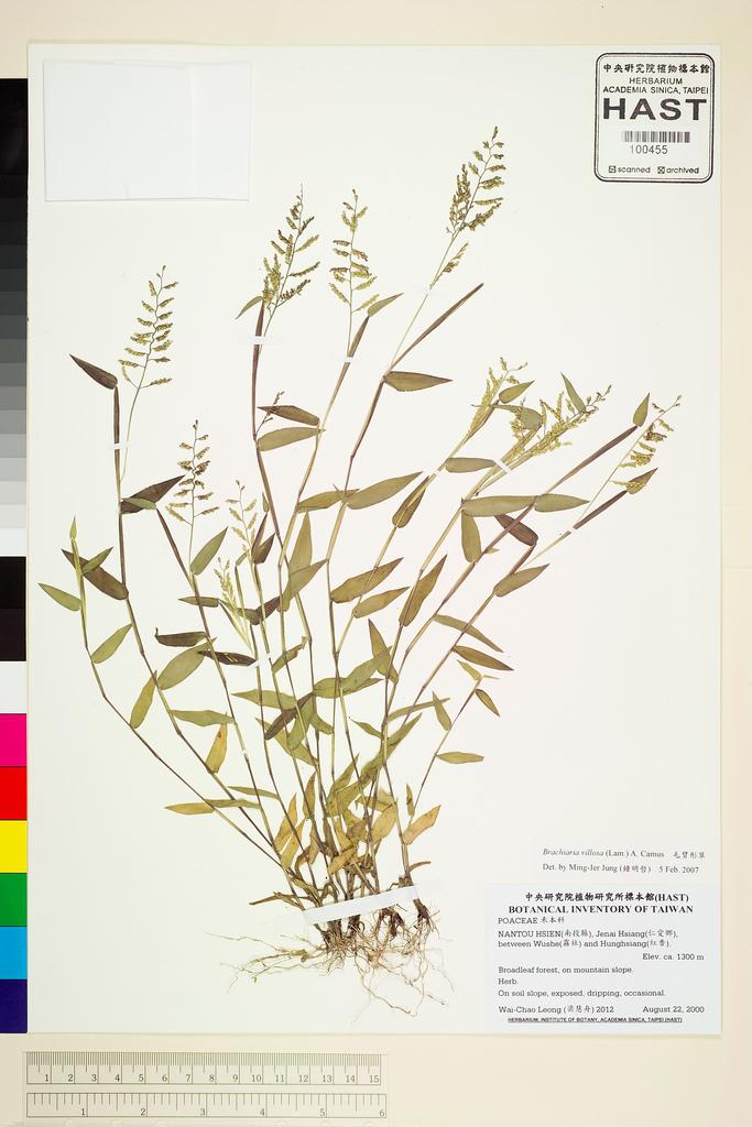 <Unit #47784 Leong, Wai-Chao | 梁慧舟 | 2012:: | Brachiaria villosa (Lam.) A. Camus>