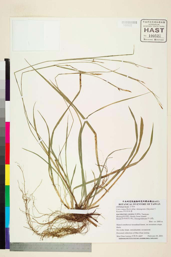 <Unit #46752 Leong, Wai-Chao | 梁慧舟 | 2207:: | Carex manca Boott subsp. takasagoana (Akiyama) T. Koyama>