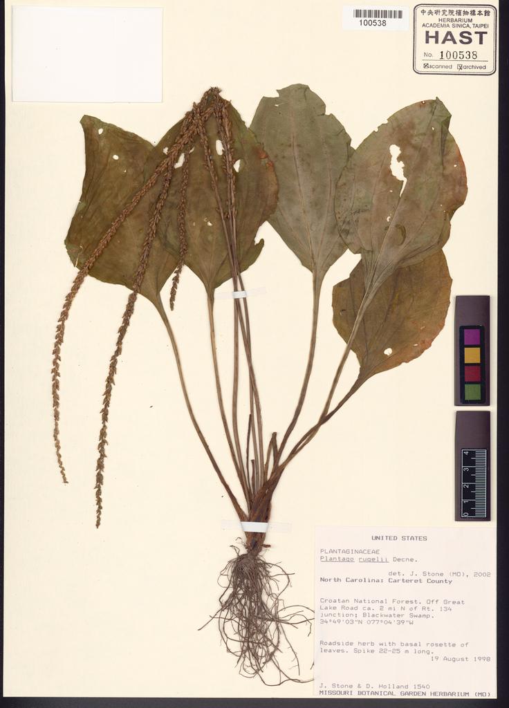 <Unit #120664  | 1540:: | Plantago rugelii Decne.>