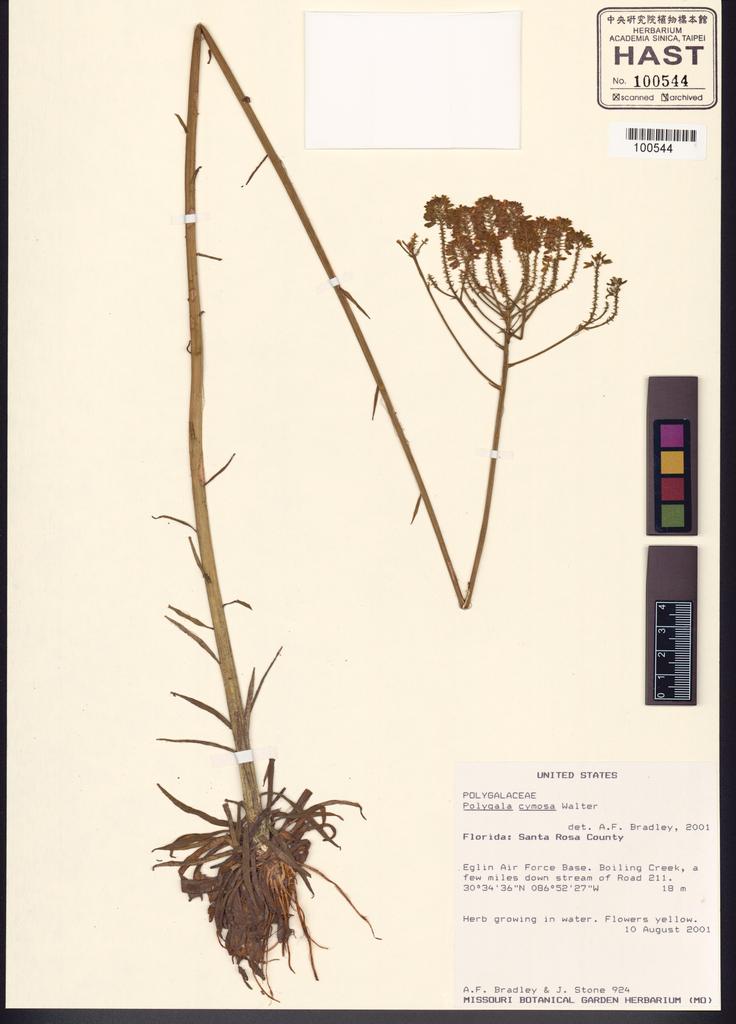 <Unit #120829  | 924:: | Polygala cymosa Walter>