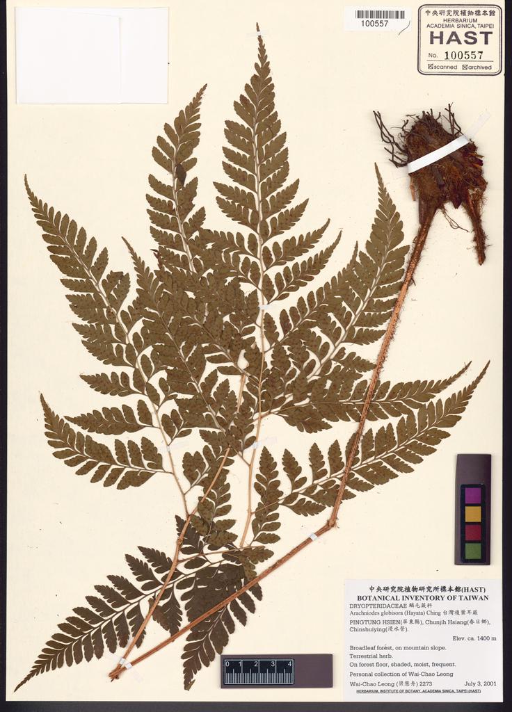 <Unit #47101 Leong, Wai-Chao | 梁慧舟 | 2273:: | Arachniodes globisora (Hayata) Ching>