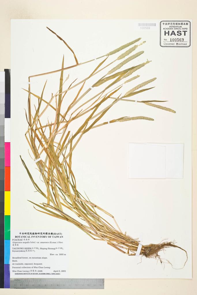 <Unit #46478 Leong, Wai-Chao | 梁慧舟 | 2245:: | Alopecurus aequalis Sobol. var. amurensis (Komar.) Ohwi>