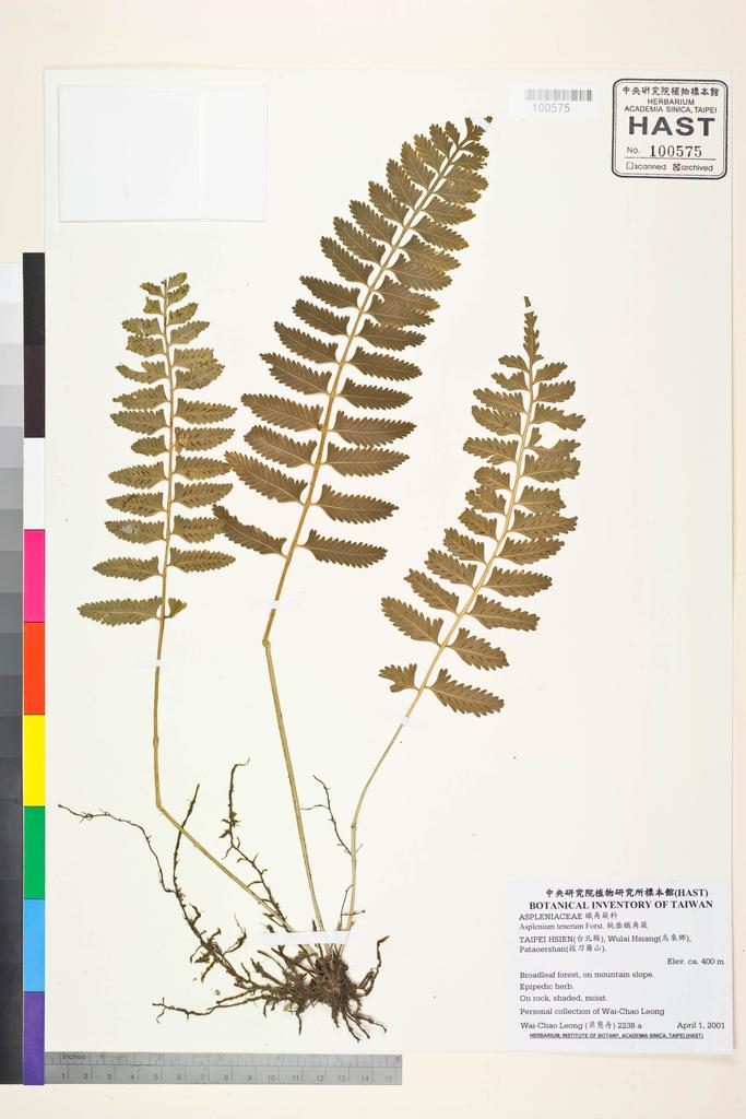 <Unit #42560 Leong, Wai-Chao | 梁慧舟 | 2238a:: | Asplenium tenerum G. Forst.>