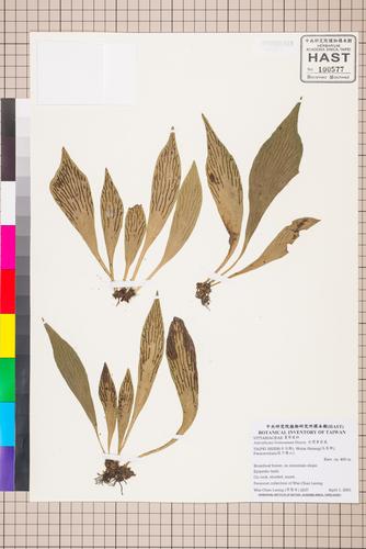 Antrophyum formosanum Hieron.