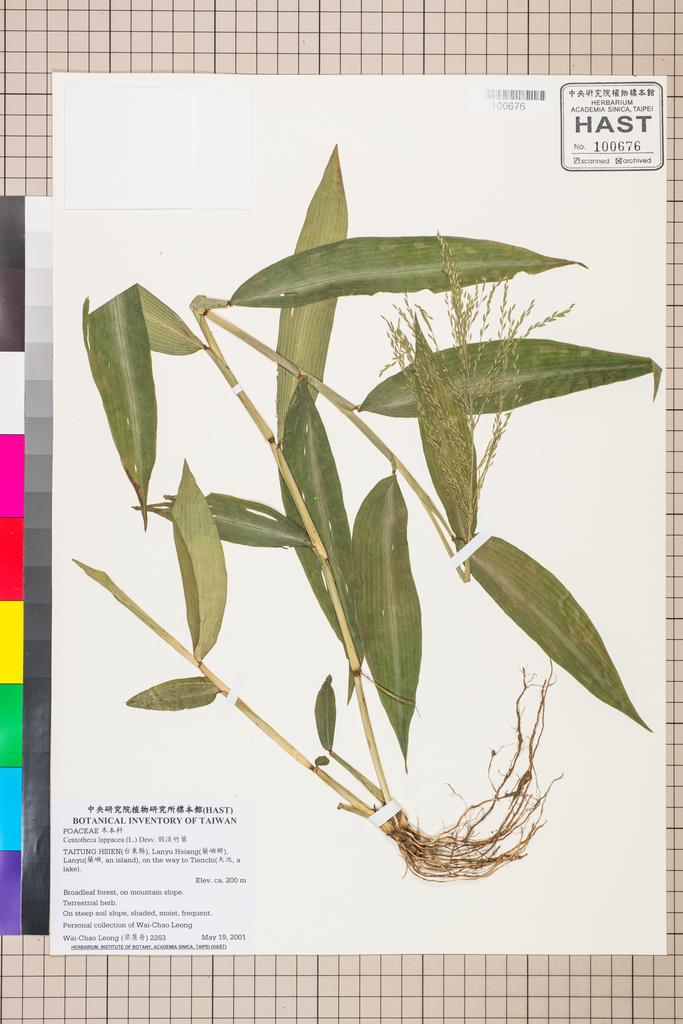 <Unit #46538 Leong, Wai-Chao | 梁慧舟 | 2263:: | Centotheca lappacea (L.) Desv.>