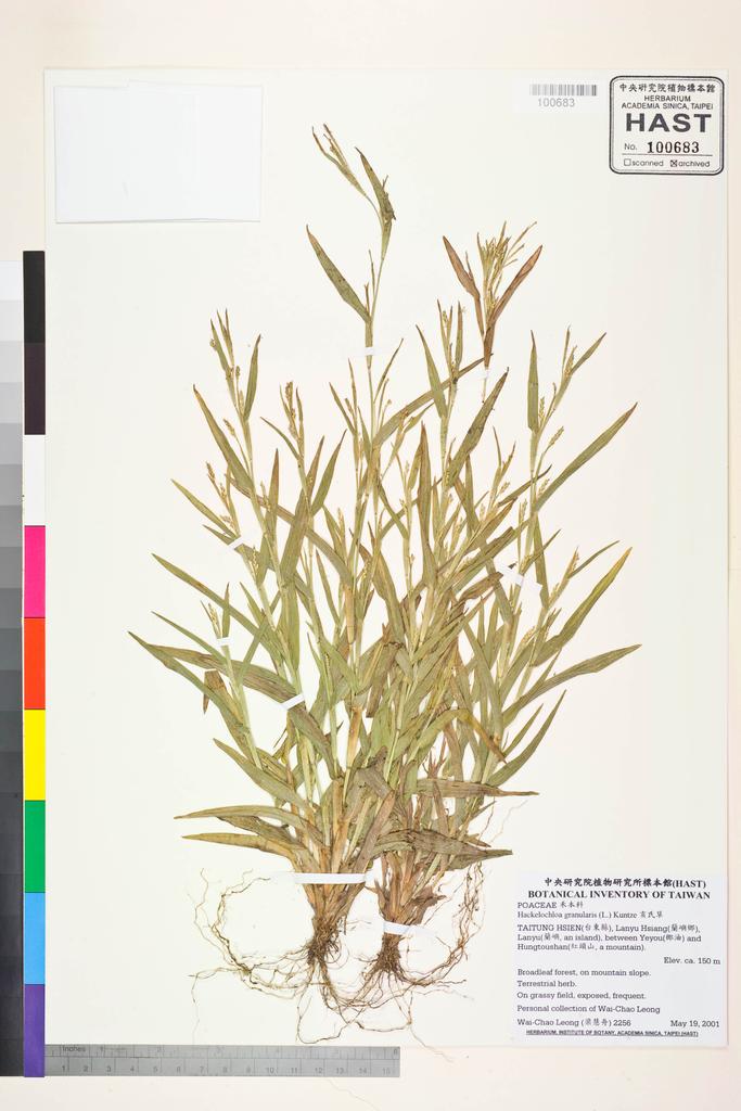 <Unit #47104 Leong, Wai-Chao | 梁慧舟 | 2256:: | Hackelochloa granularis (L.) Kuntze>