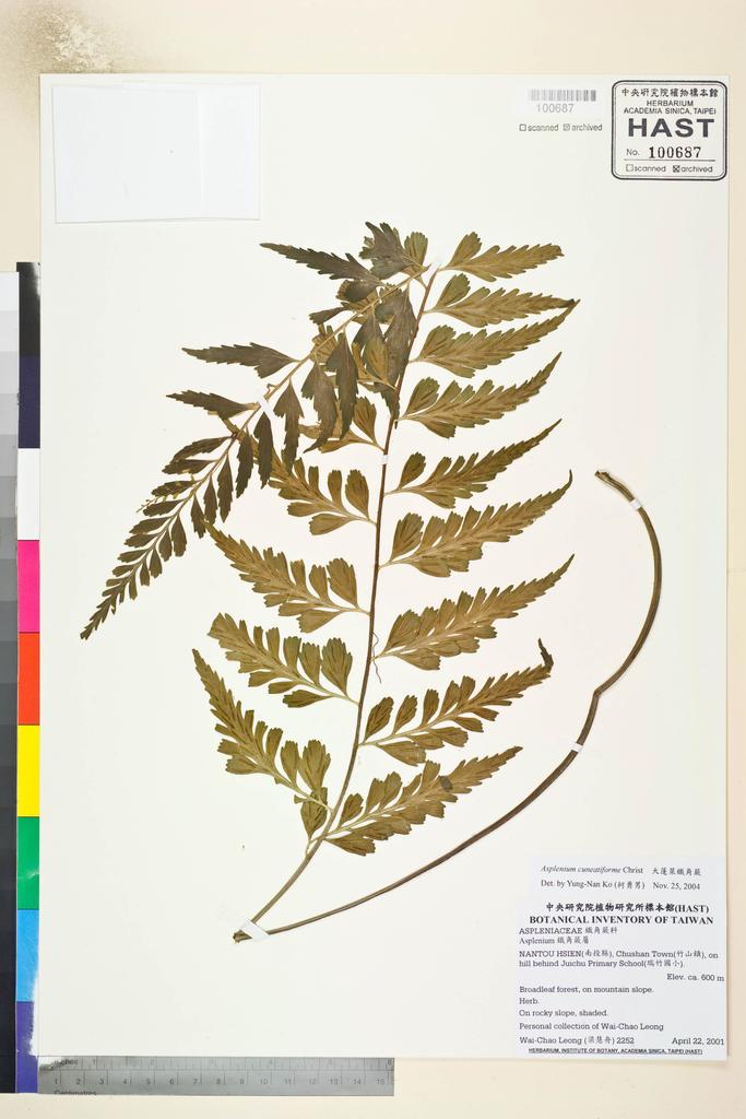 <Unit #45936 Leong, Wai-Chao | 梁慧舟 | 2252:: | Asplenium cuneatiforme Christ>