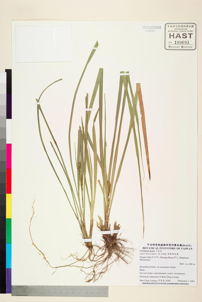 <Unit #46370 Leong, Wai-Chao | 梁慧舟 | 2187:: | Carex breviscapa C. B. Clarke>