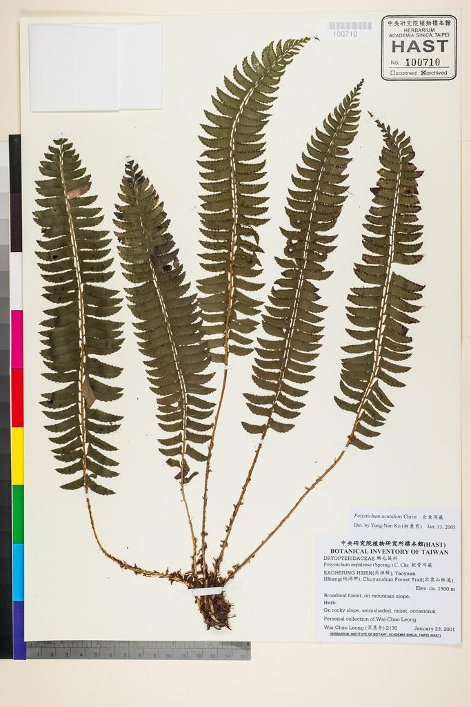 <Unit #47555 Leong, Wai-Chao | 梁慧舟 | 2170:: | Polystichum acutidens H. Christ>