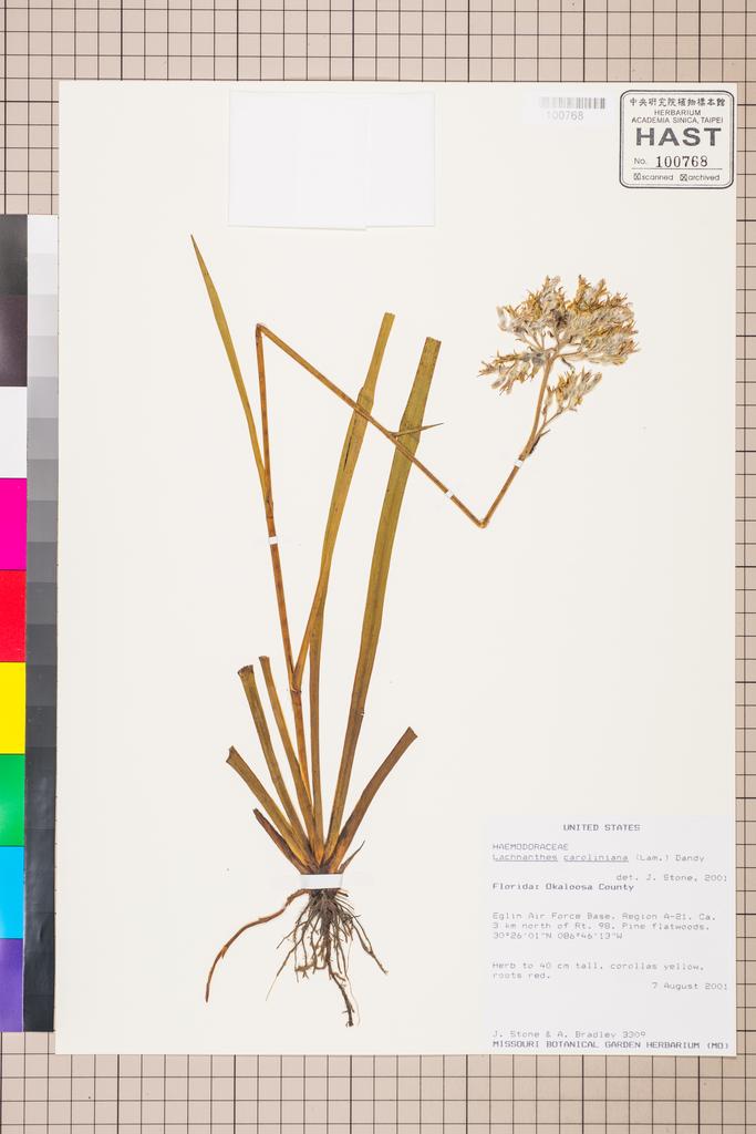 <Unit #104018  | 3309:: | Lachnanthes caroliniana (Lam.) Dandy>