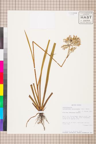 Lachnanthes caroliniana (Lam.) Dandy