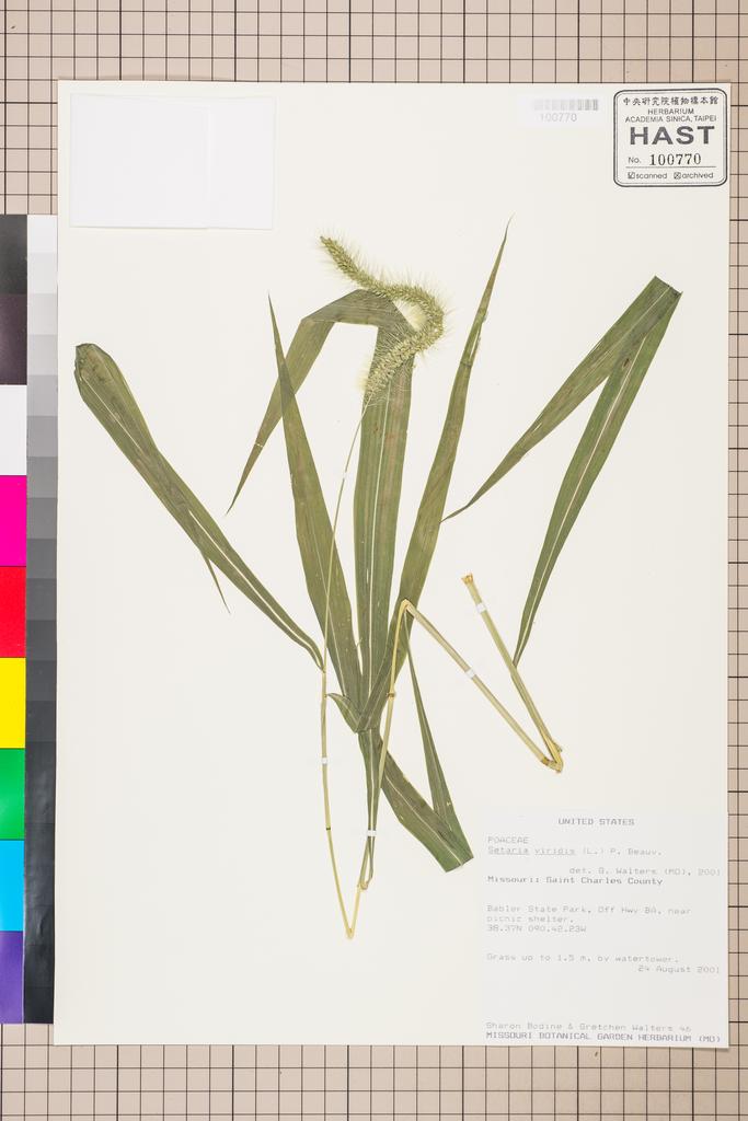 <Unit #115304  | 46:: | Setaria viridis (L.) P. Beauv.>