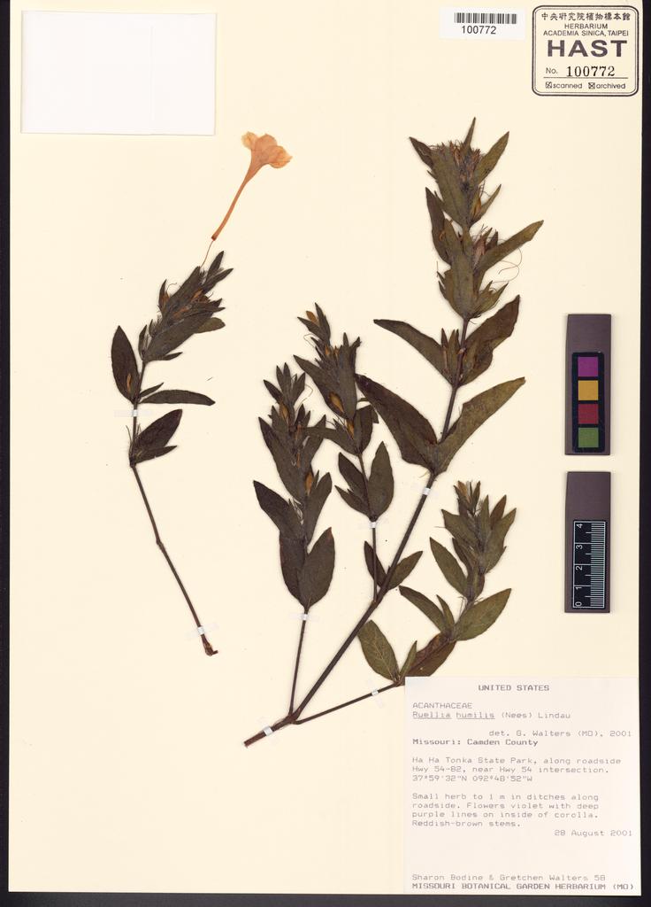 <Unit #97008  | 58:: | Ruellia humilis (Nees) Lindau>