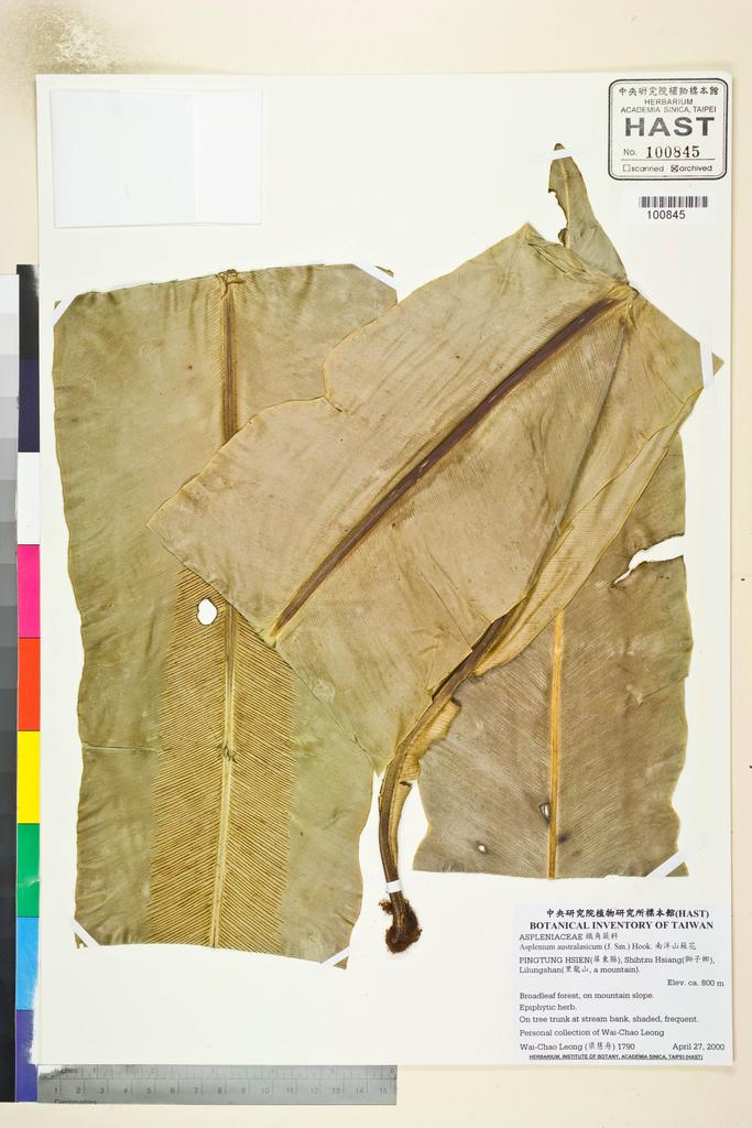 <Unit #43564 Leong, Wai-Chao | 梁慧舟 | 1790:: | Asplenium australasicum (J. Sm.) Hook.>